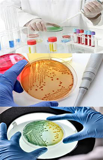 diapo-bacteriologie-right labo A.boukhatmi